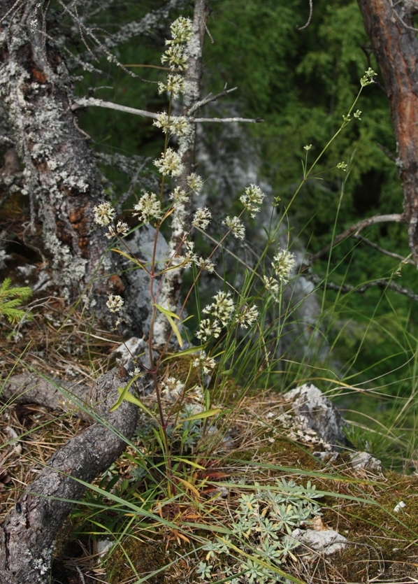 Image of Silene klokovii specimen.