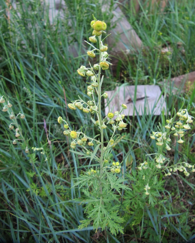 Image of Artemisia sieversiana specimen.