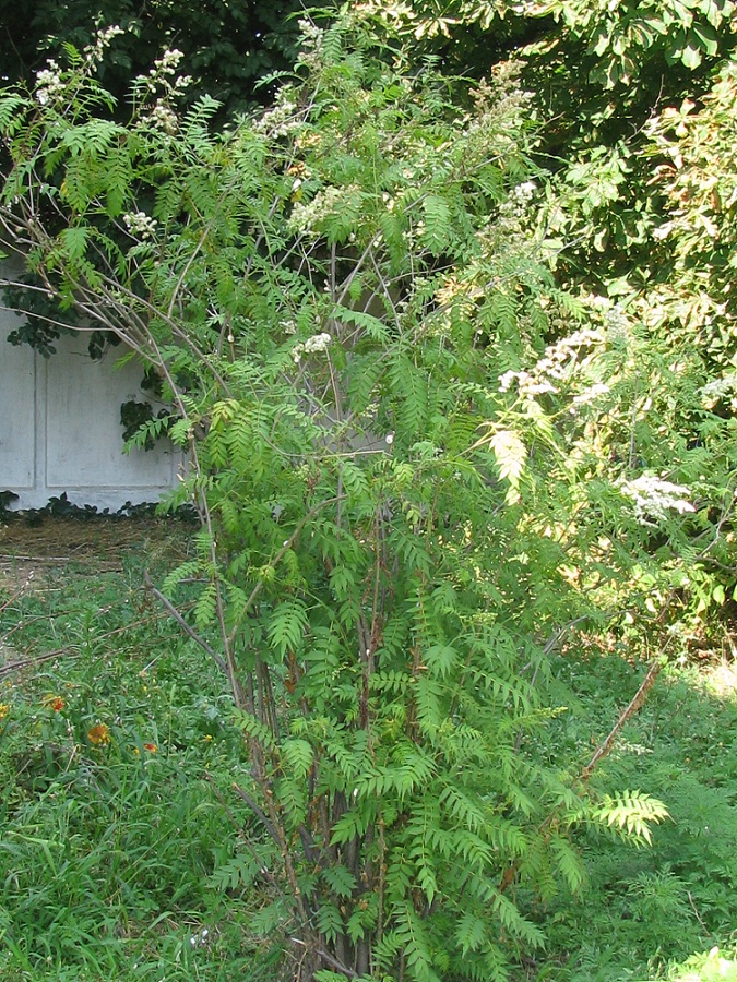 Image of Sorbaria sorbifolia specimen.