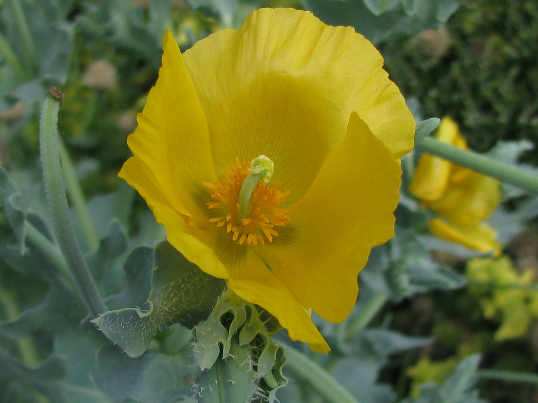 Image of Glaucium flavum specimen.