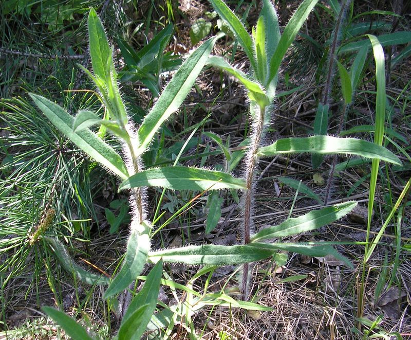 Image of Hieracium pervagum specimen.