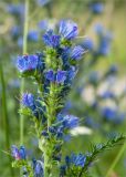 Echium vulgare. Верхушка цветущего растения. Ленинградская обл., Лужский р-н, окр. дер. Сяберо. 08.07.2012.