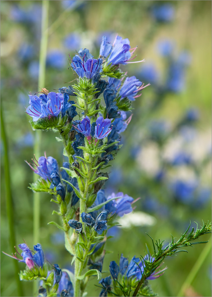 Изображение особи Echium vulgare.