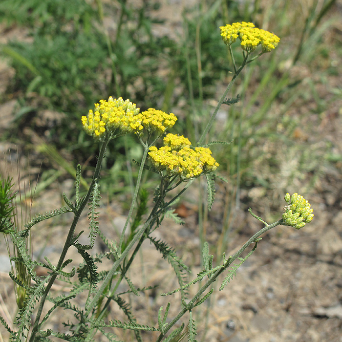 Image of Achillea micrantha specimen.