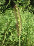 Setaria viridis