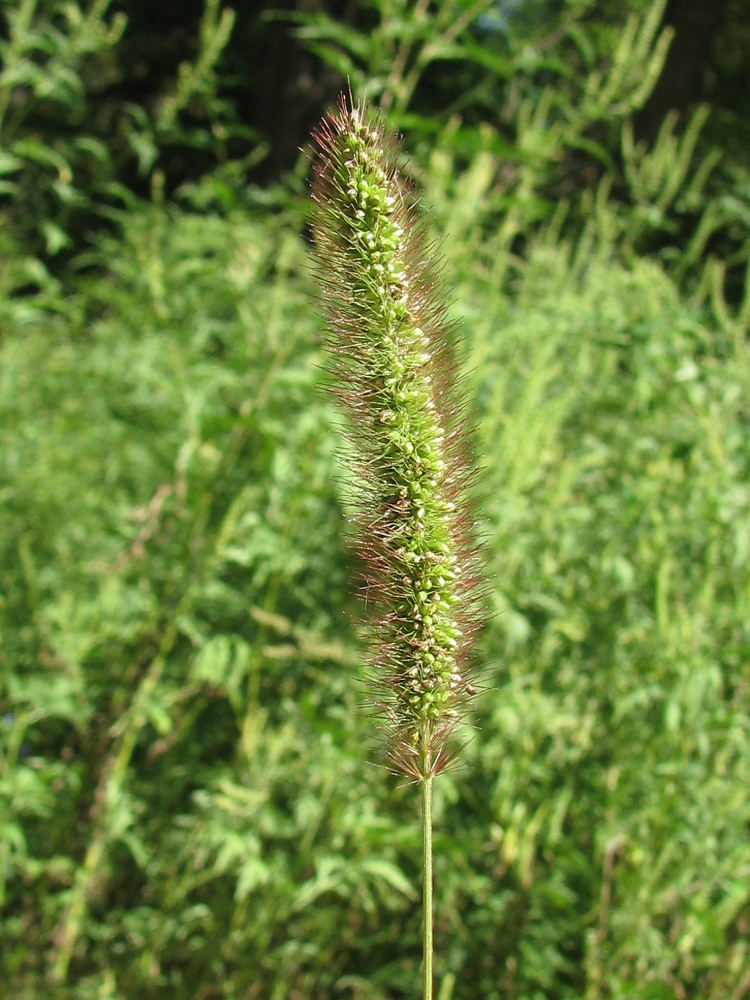 Image of Setaria viridis specimen.