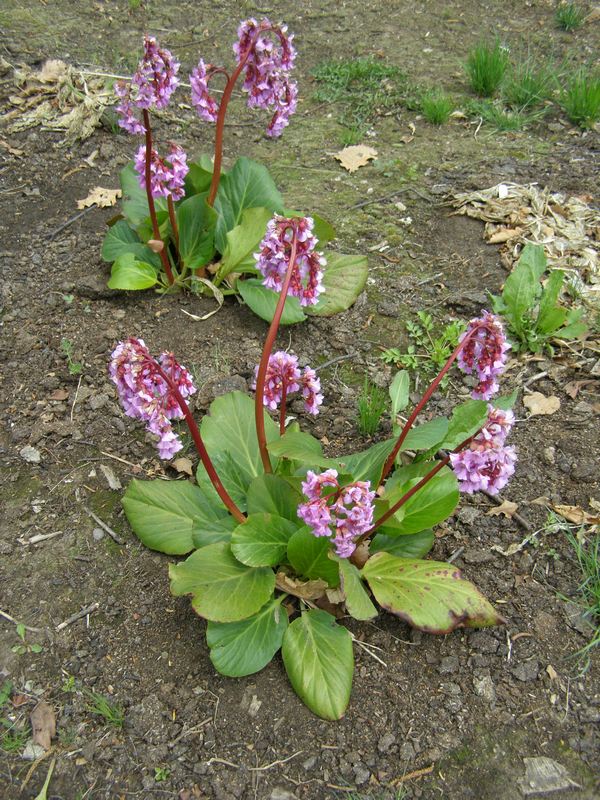 Изображение особи Bergenia pacifica.