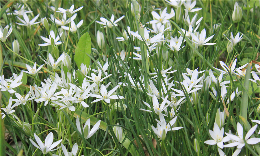 Изображение особи Ornithogalum woronowii.