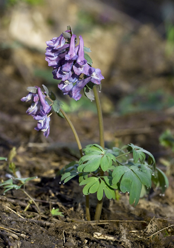 Image of Corydalis solida specimen.