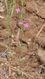 Centaurium tenuiflorum