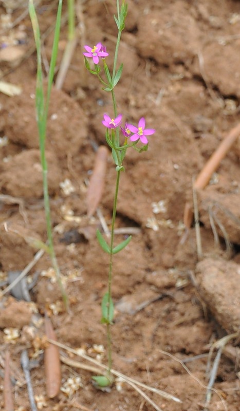 Image of Centaurium tenuiflorum specimen.