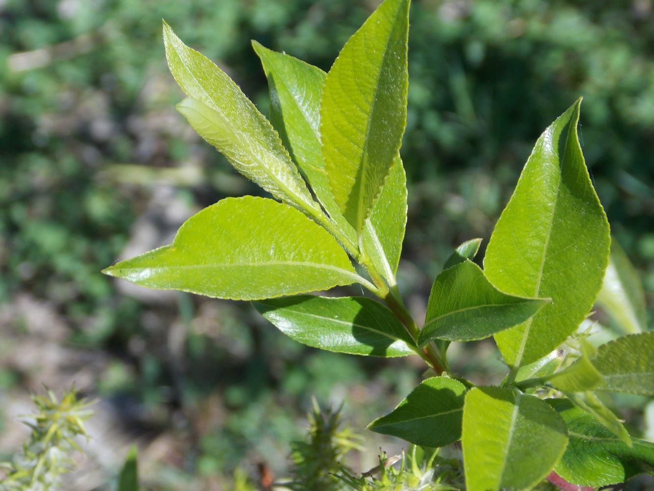 Image of Salix × coerulescens specimen.