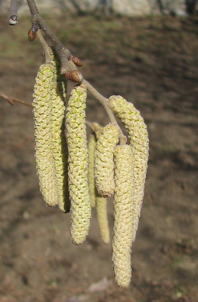 Изображение особи род Corylus.