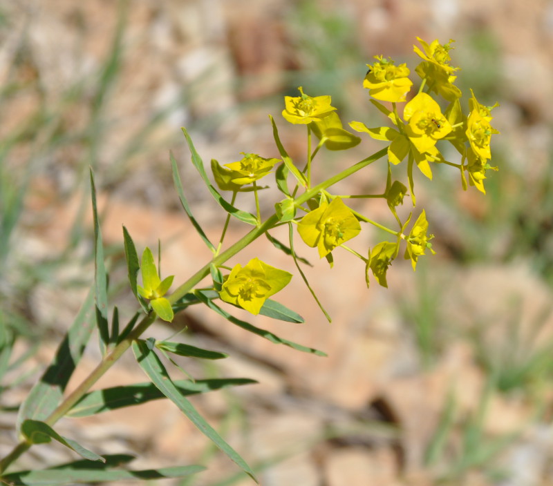 Image of genus Euphorbia specimen.