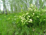 Spiraea hypericifolia