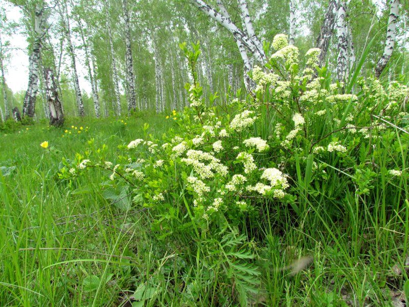 Image of Spiraea hypericifolia specimen.