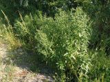 Veronica anagallis-aquatica. Цветущие растения. Южный Берег Крыма, Ялта, пос. Отрадное, возле ручья. 22.05.2013.
