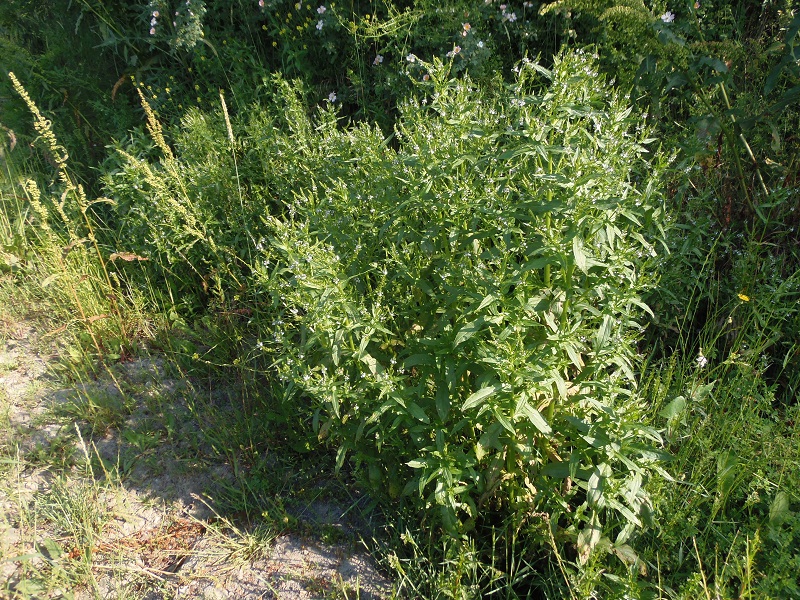 Image of Veronica anagallis-aquatica specimen.