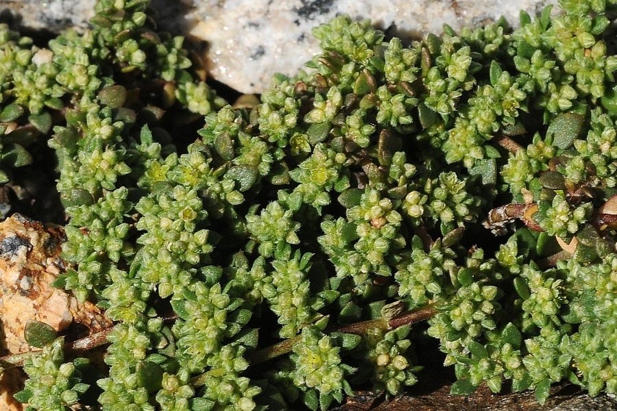 Image of Herniaria caucasica specimen.