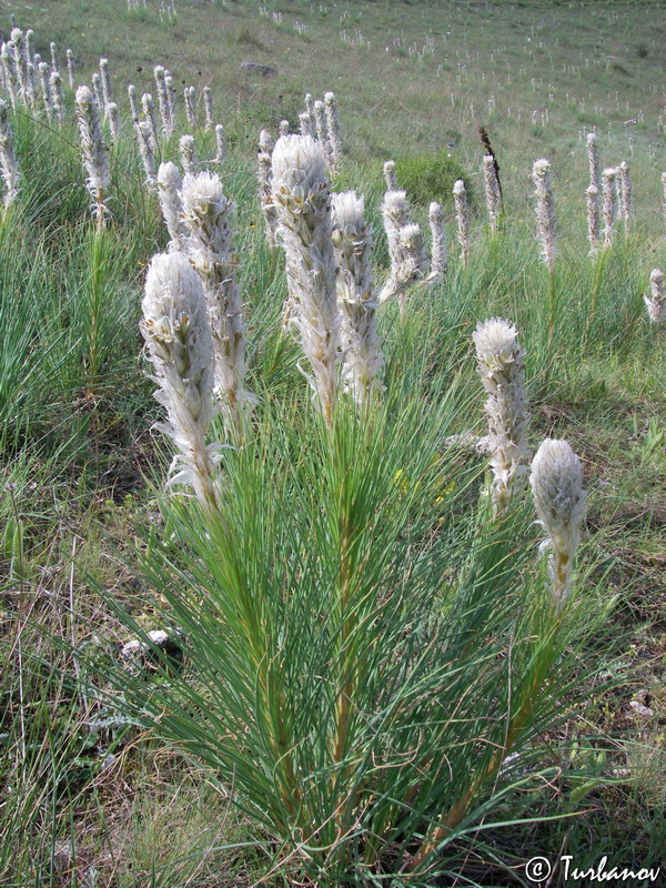 Image of Asphodeline taurica specimen.