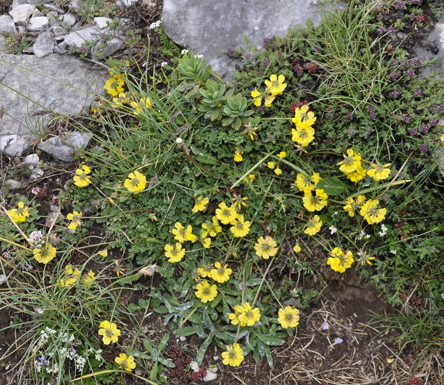 Image of Hippocrepis comosa specimen.