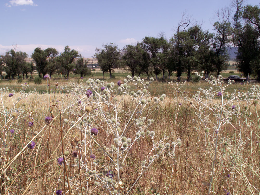 Image of Eryngium macrocalyx specimen.