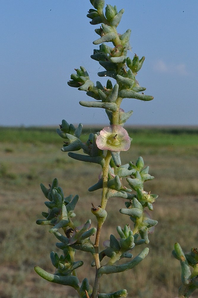 Изображение особи Salsola acutifolia.