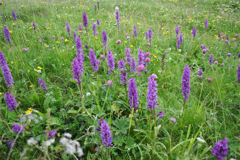 Image of Dactylorhiza urvilleana specimen.