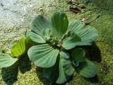 Pistia stratiotes