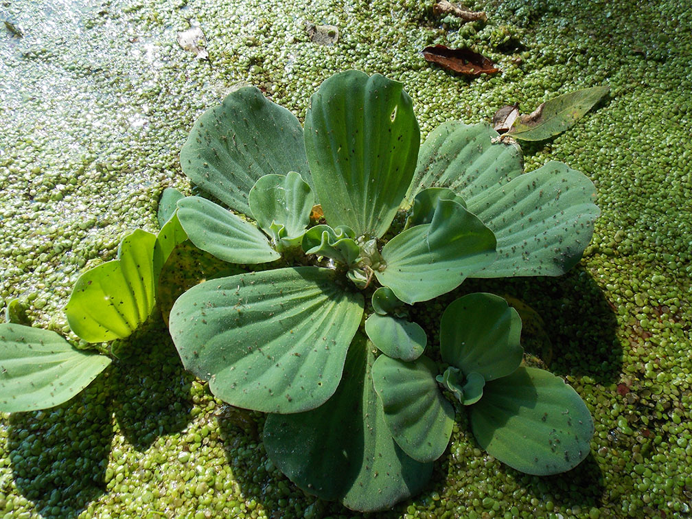 Изображение особи Pistia stratiotes.