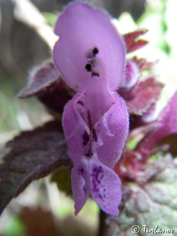 Изображение особи Lamium purpureum.