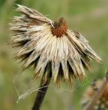 Echinops sphaerocephalus