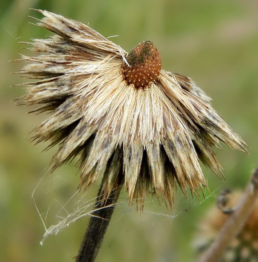 Изображение особи Echinops sphaerocephalus.