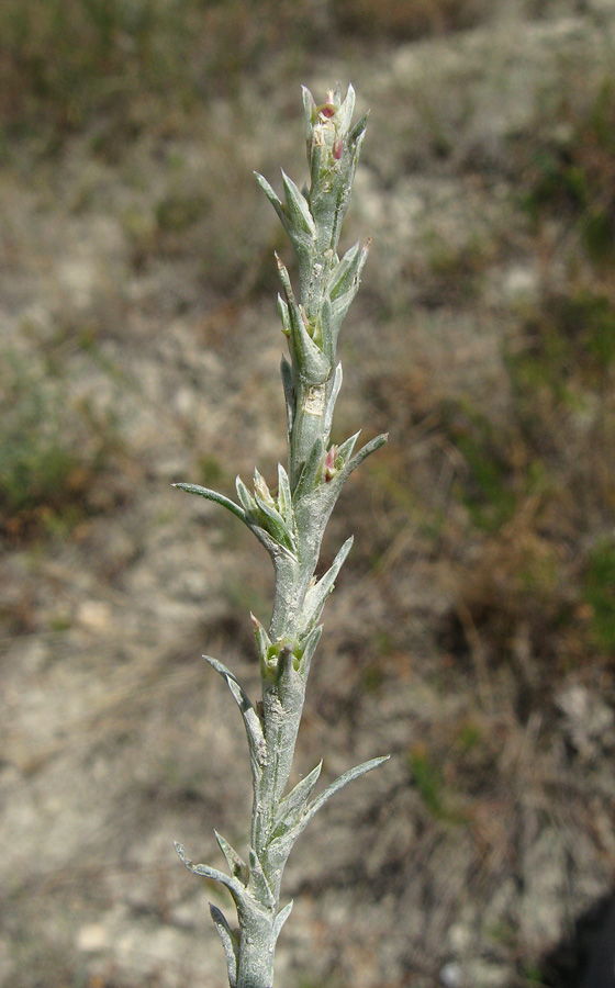 Image of Salsola tamariscina specimen.