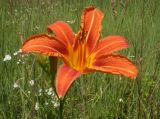 Hemerocallis fulva. Цветок. Курск, урочище \"Монастырская балка\", остепнённый луг с доминированием вейника наземного, ежи сборной, мелколепестника однолетнего. 10.06.2013.