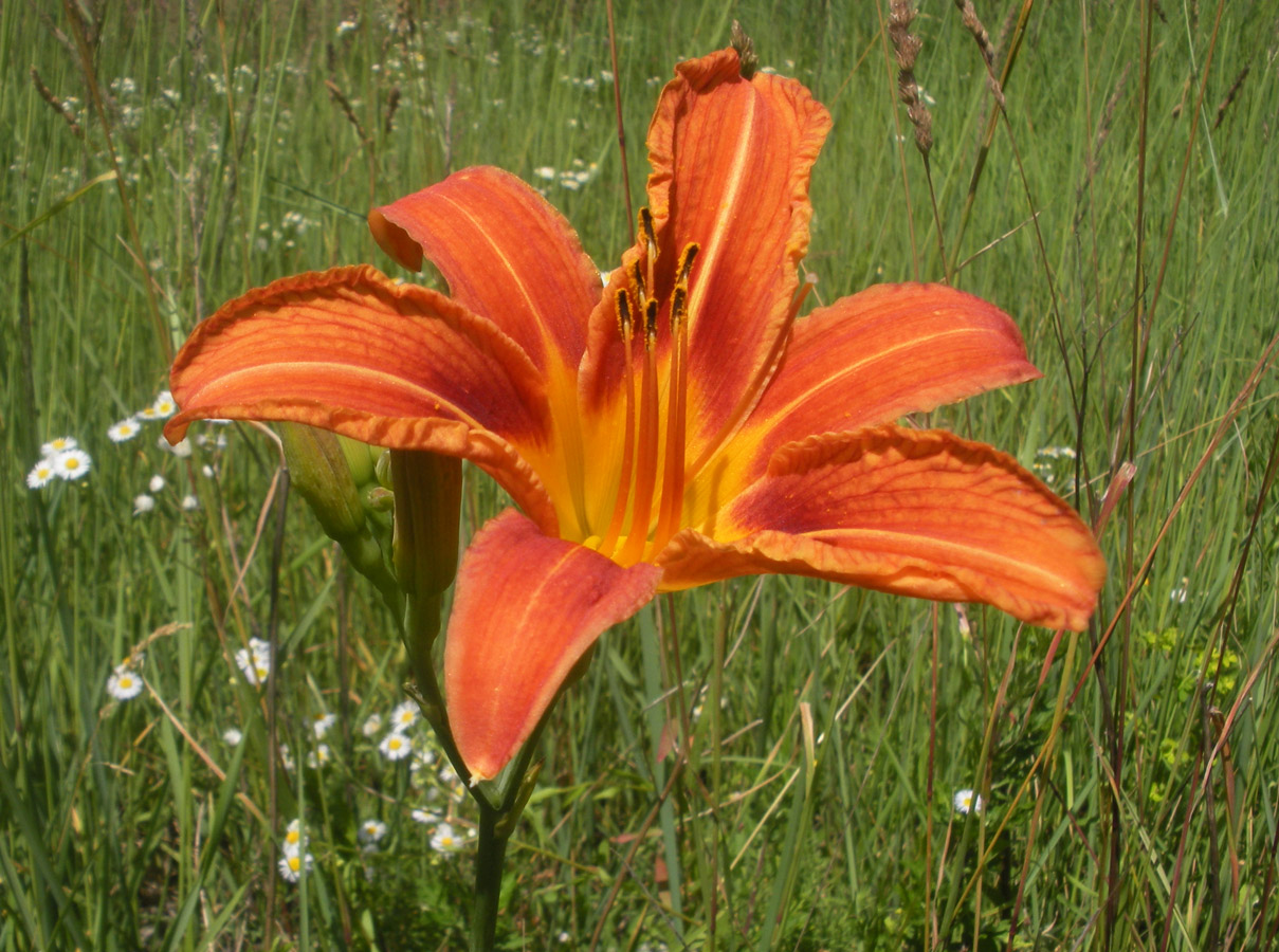 Изображение особи Hemerocallis fulva.