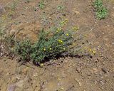 Anthemis tinctoria. Цветущее растение. Израиль, Голаны, гора Бенталь. 16.05.2013.