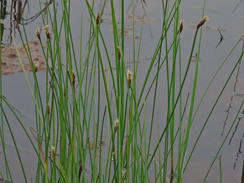 Image of Eleocharis kamtschatica specimen.