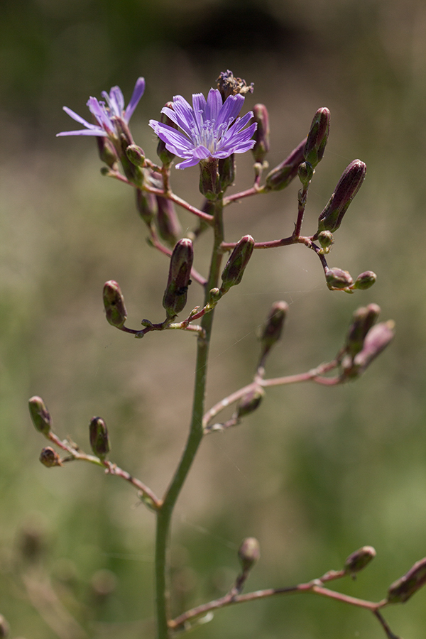 Image of Lactuca tatarica specimen.