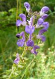 Salvia virgata