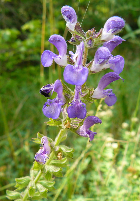 Image of Salvia virgata specimen.