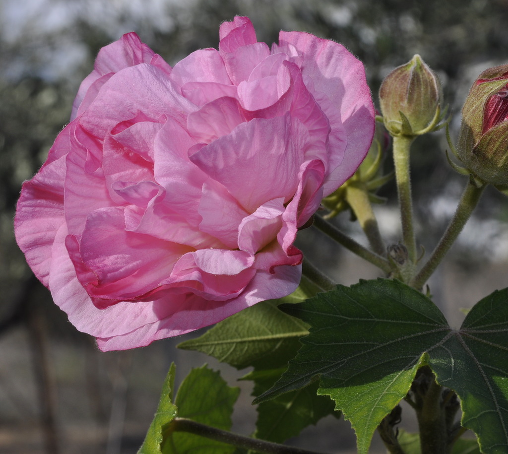 Image of Hibiscus mutabilis specimen.