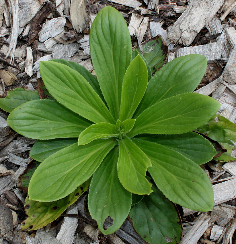 Изображение особи Digitalis grandiflora.