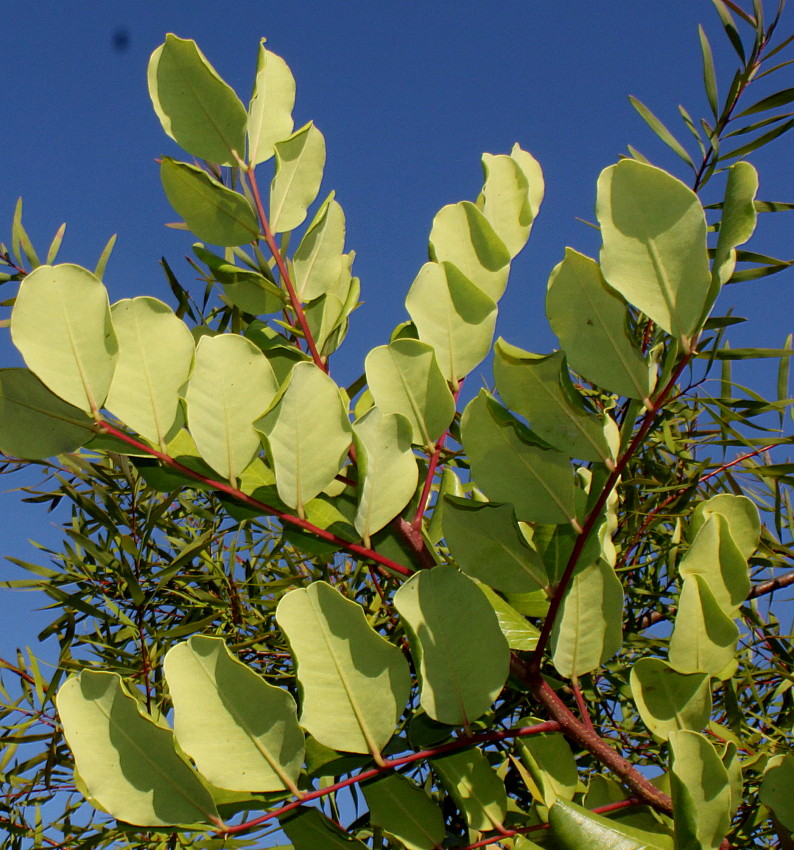 Изображение особи Ceratonia siliqua.