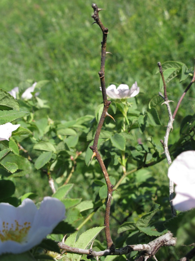 Image of genus Rosa specimen.