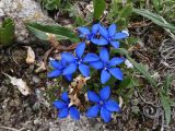 Gentiana uniflora