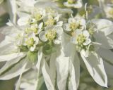 Euphorbia marginata