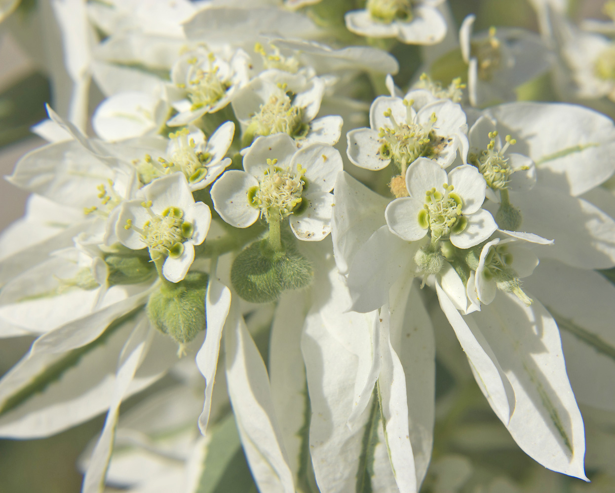 Image of Euphorbia marginata specimen.