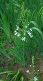 Ornithogalum shelkovnikovii
