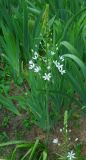 Ornithogalum shelkovnikovii